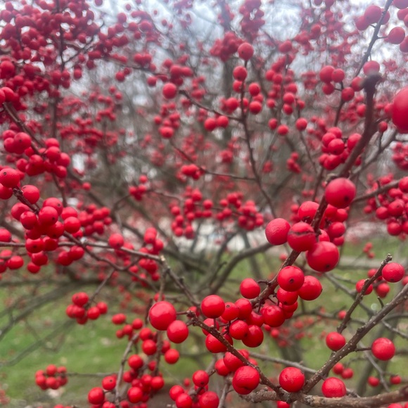 Other - Live show unlisted item